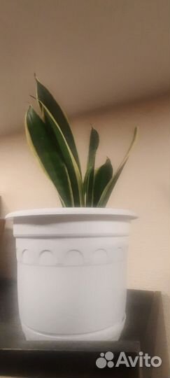 Хлорофитум