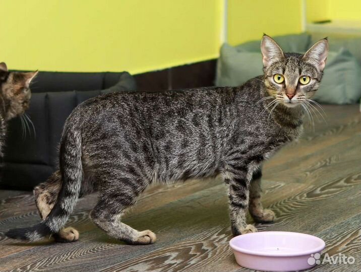 Котята, кошечки в дар