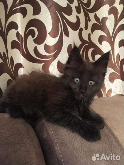 Котята мейн-кун