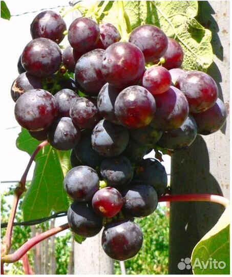Саженцы винограда