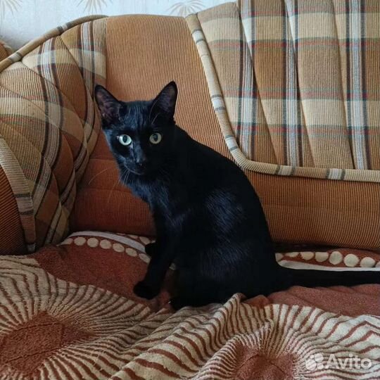 Кот в дар бесплатно