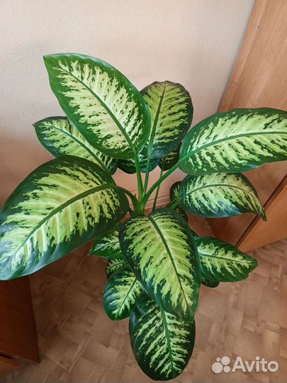 Диффенбахия