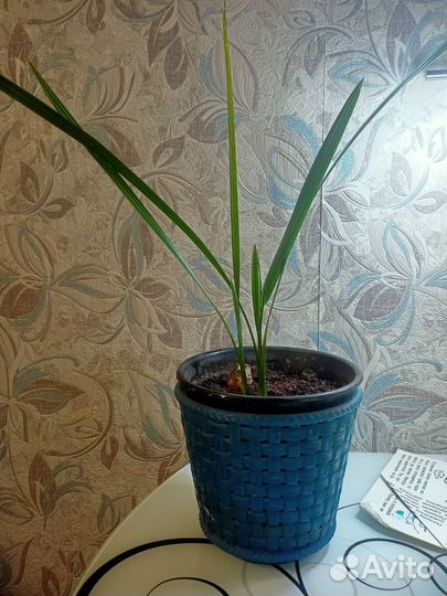 Финиковая пальма