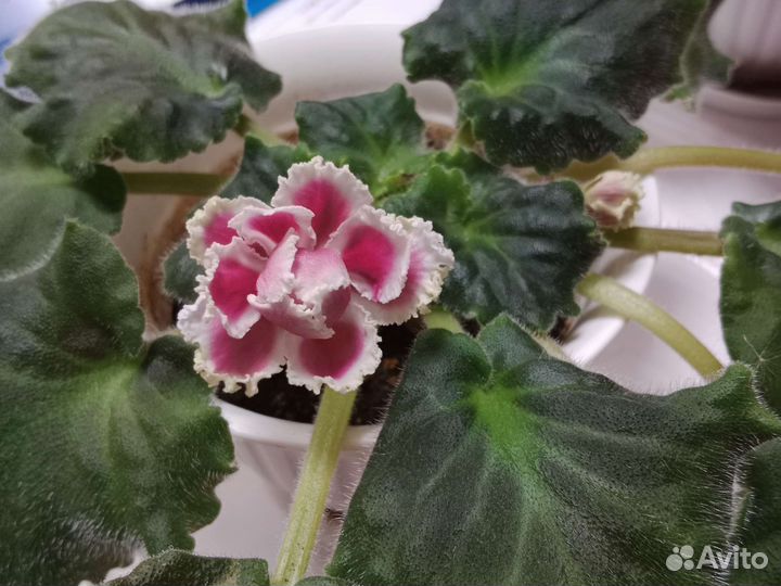 Фиалки продолжение