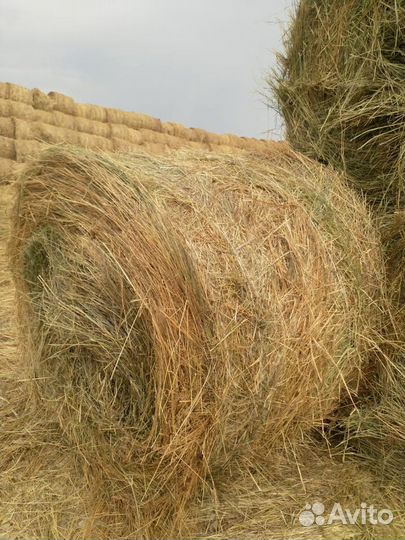 Сено (смесь трав)