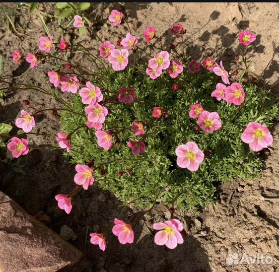 Многолетние цветы для сада