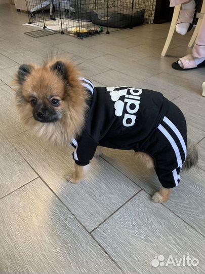 Померанский шпиц вязка кобель