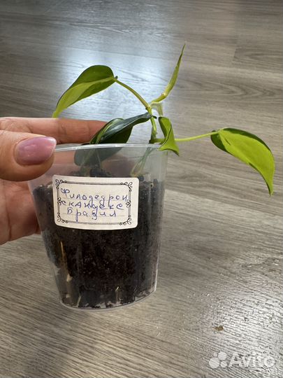 Продам комнатные растения