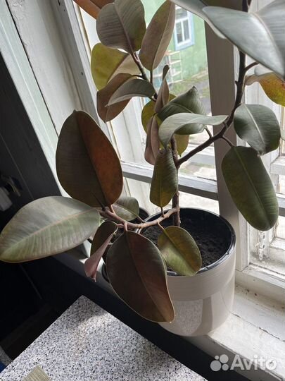Фикус в новом, большом горшке