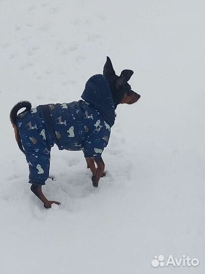 Комбинезон для средней собаки