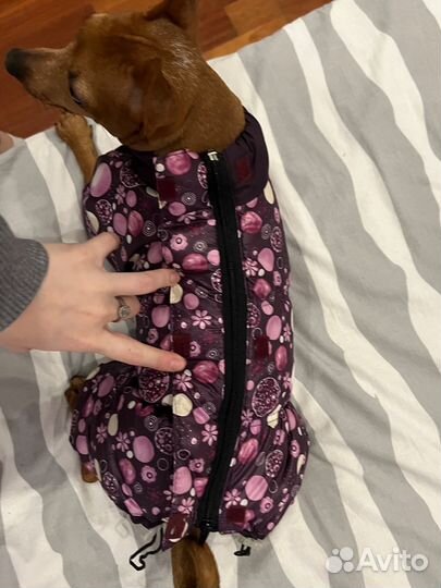 Комбинезон для собаки
