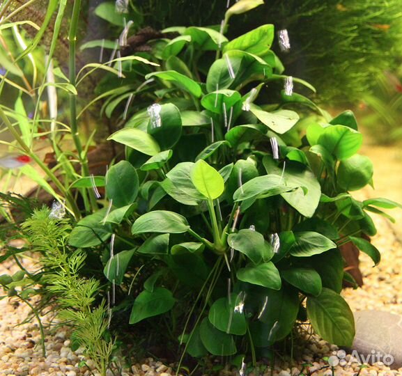 Неоны, креветки, Хелены, аквариумные растения