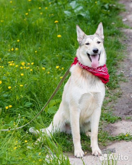 Собака в добрые руки