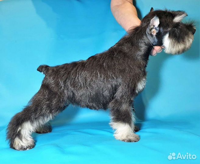 Подарок любителям классики