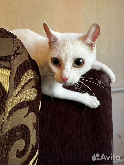 Белая кошечка