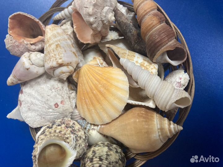 Морские ракушки раковины