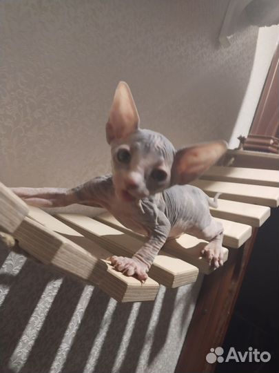 Канадский Сфинкс котенок