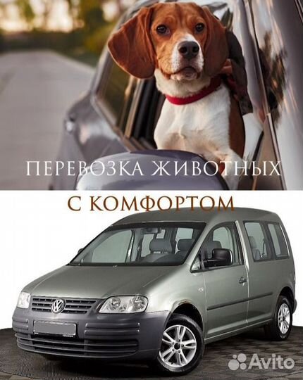 Перевозка животных Обнинск и округа