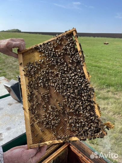 Мёд свежий Гречишный/шалфей/чабрец
