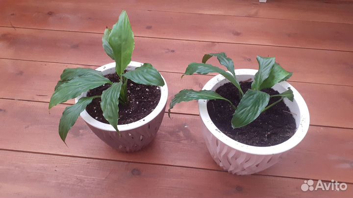 Спатифиллум (женское счастье)