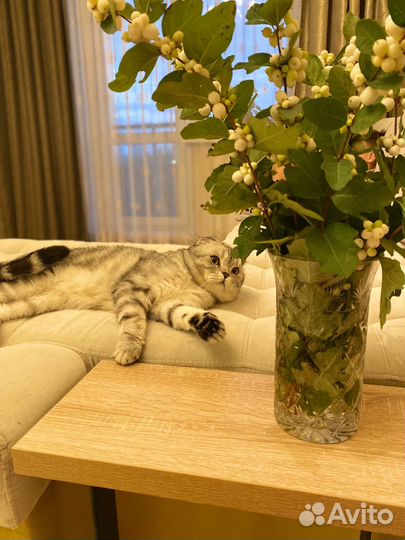 Кот для вязки