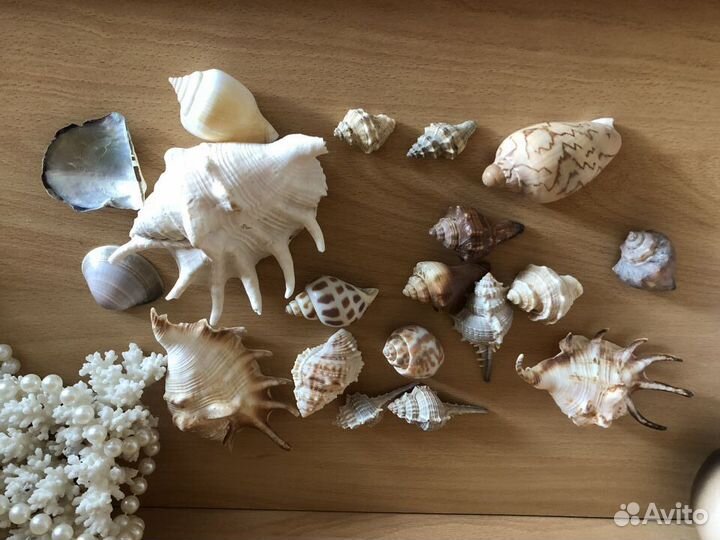 Морские раковины, коралл