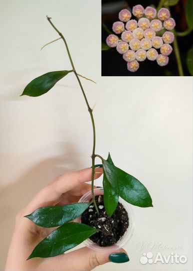 Хойя разные