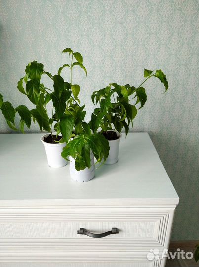 Комнатные растения цветы