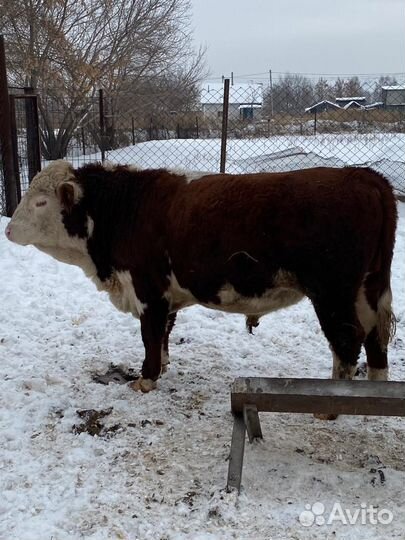 Продам стельных коров герефордов