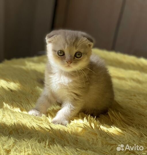 Британский вислоухий котик