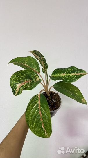 Аглаонемы разные сорта