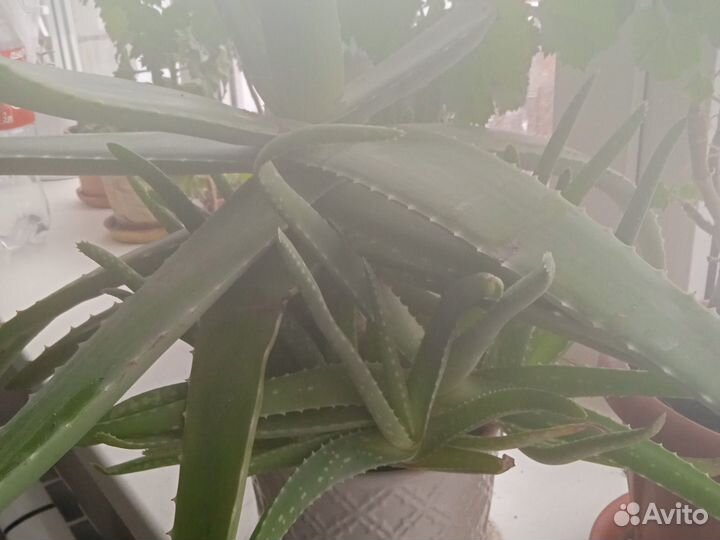 Детки Алоэ-вера