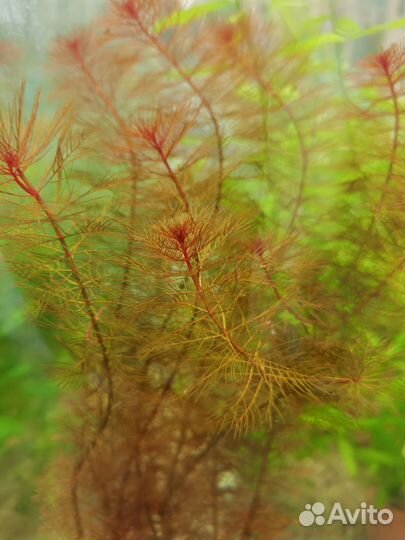 Растения для аквариума