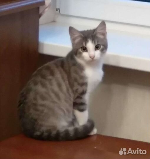 Котенок ищет дом