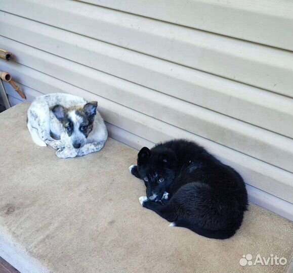 Щенки в добрые руки