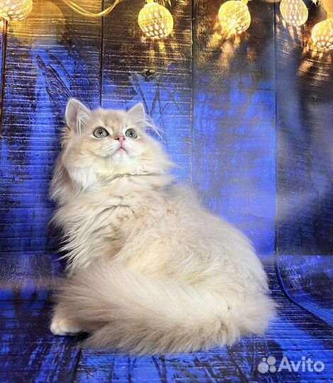 Британские котята лиловое золото