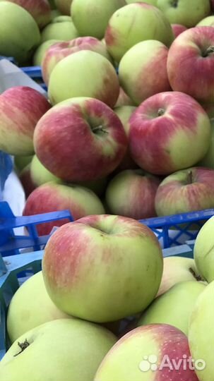 Яблоки