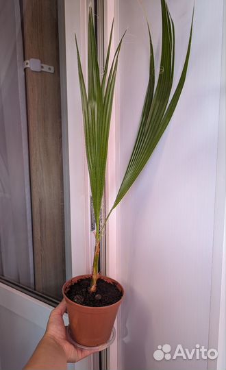 Комнатные растения 5