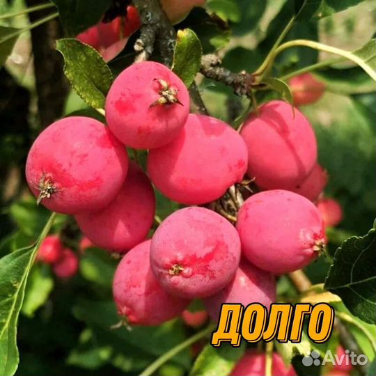 Саженцы плодовых культур