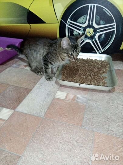 Котёнок мальчик