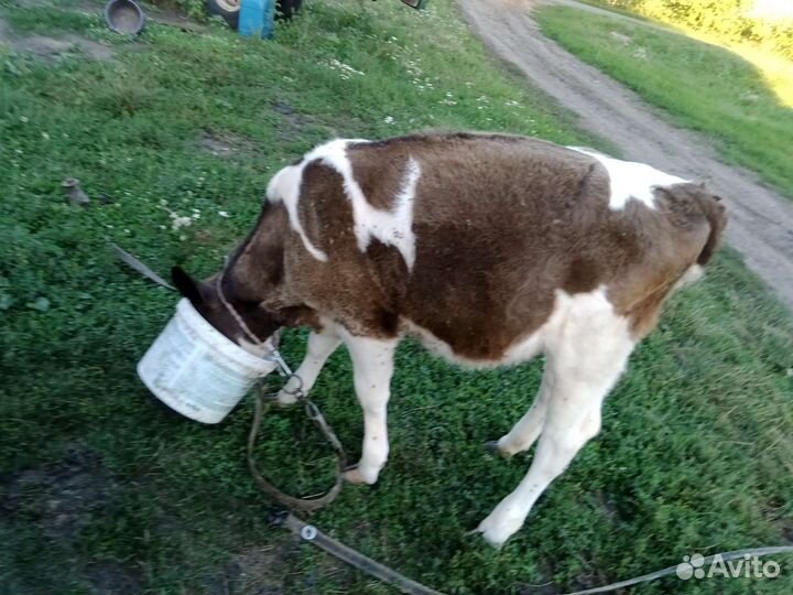 Телочка домашняя