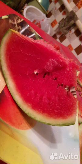 Арбуз рассада,саженцы