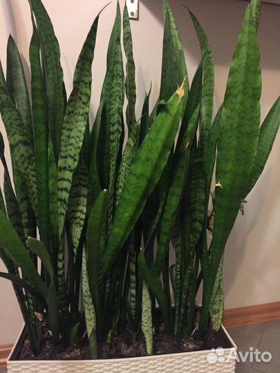 Цветок Сансевиерия (тёщин язык или щучий хвост)