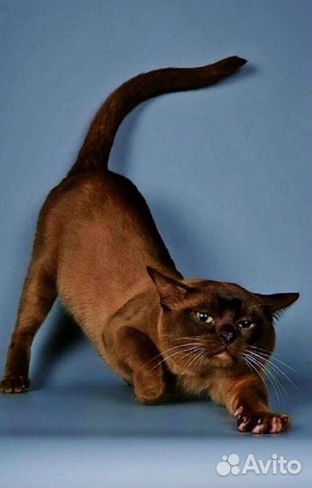 Бурманская