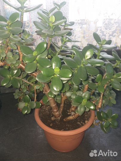 Денежное дерево толстянка