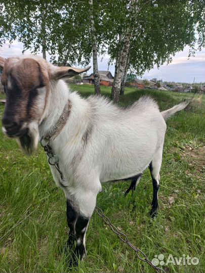 Козёл альпонубиец