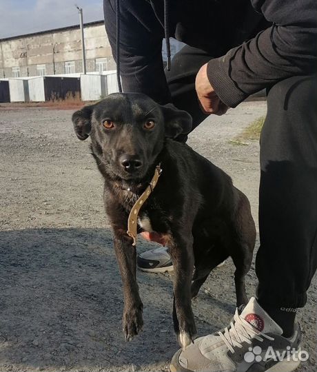 Собака в добрые руки