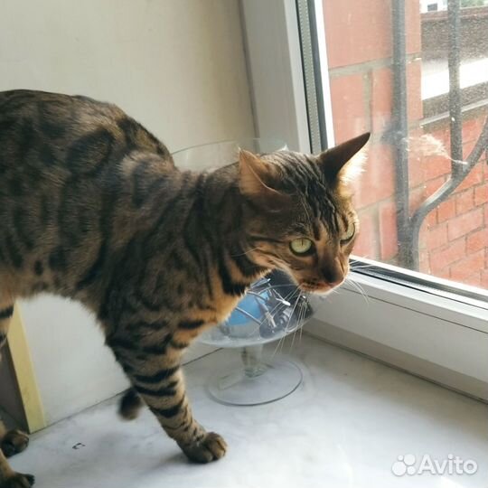 Бенгальского котика продаю