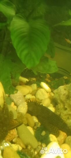 Аквариумные рыбки сомики