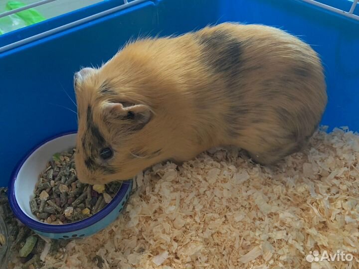 Морская свинка